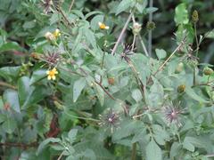 Bidens biternata