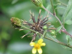 Bidens biternata