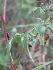 Bidens biternata
