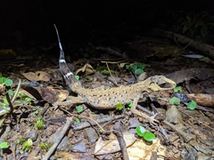 Carphodactylus laevis