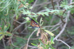 Danaus plexippus