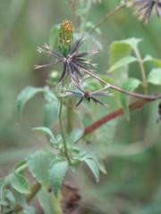 Bidens biternata