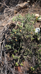 Cylindropuntia whipplei