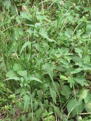 Bidens biternata