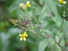 Bidens biternata