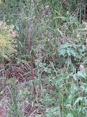 Bidens biternata