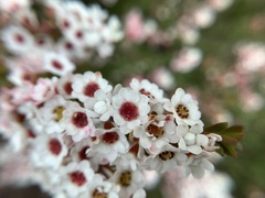 Thryptomene calycina