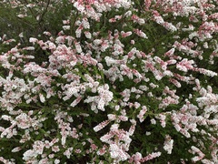 Thryptomene calycina