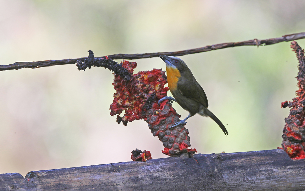Scarlet-crowned Barbet
