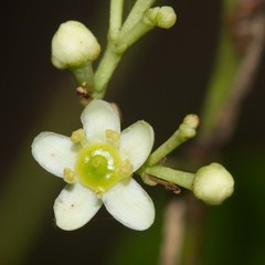 Denhamia fournieri
