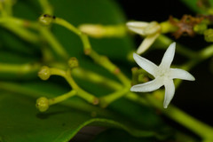 Alstonia balansae