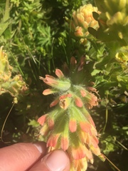 Castilleja wightii