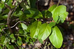 Phyllanthus unifoliatus