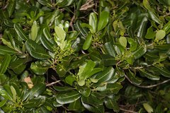 Elaeodendron