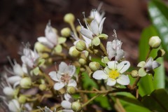 Cossinia trifoliata