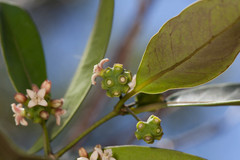 Gynochthodes myrtifolia