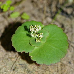 Crassula umbella