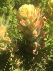 Castilleja wightii