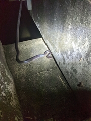 Stegonotus australis