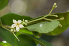 Denhamia fournieri
