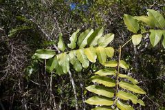 Delarbrea paradoxa