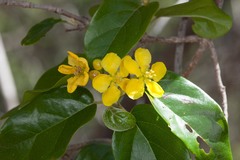Stigmaphyllon mackeeanum