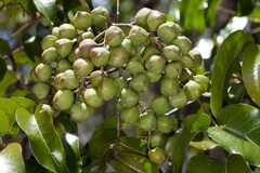 Elattostachys apetala