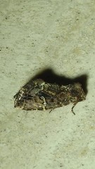 Elusa oenolopha
