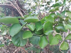 Vincetoxicum biglandulosum