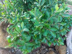 Excoecaria agallocha