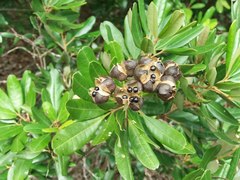 Cossinia trifoliata