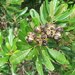 Cossinia trifoliata - Photo (c) juju98,  זכויות יוצרים חלקיות (CC BY-NC), הועלה על ידי juju98