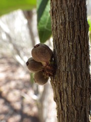 Bocquillonia sessiliflora