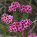 Erica seriphiifolia - Photo (c) Felix Riegel, algunos derechos reservados (CC BY-NC), subido por Felix Riegel