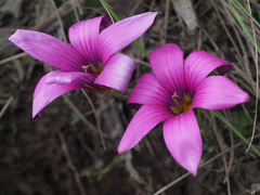 Romulea dichotoma