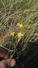 Bulbine favosa