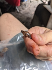 Austrochaperina robusta