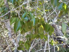 Arthroclianthus