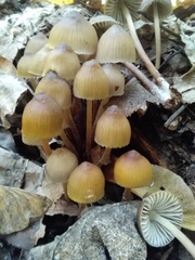 Mycena