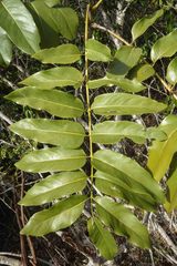 Delarbrea paradoxa