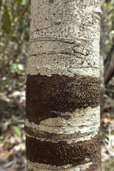 Denhamia fournieri
