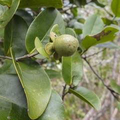 Diospyros samoensis