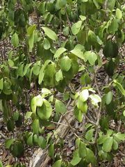 Phyllanthus unifoliatus