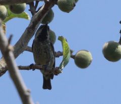 Chalcomitra amethystina