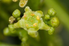 Elaeodendron