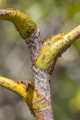 Delarbrea paradoxa