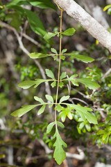 Delarbrea paradoxa