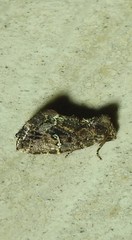 Elusa oenolopha