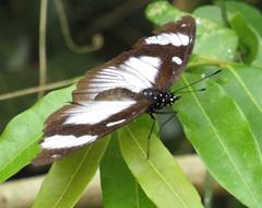 Hypolimnas anthedon wahlbergi