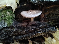 Pluteus